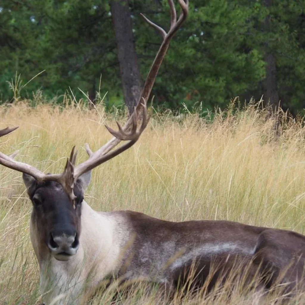 Explore Best Value Aurora Viewing | Wildlife & Hot Springs for 4 days with Arctic Range Adventure and discover unforgettable experiences - Photo 2