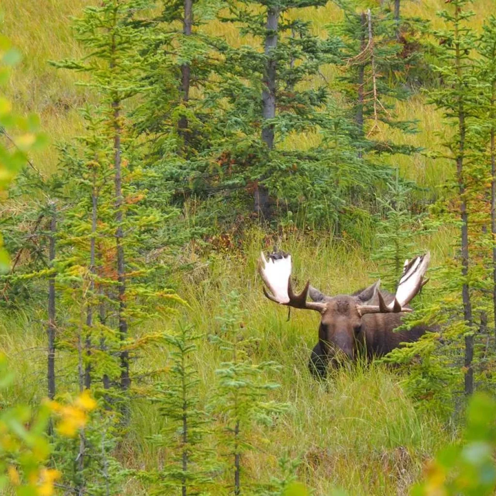 Explore Best Value Aurora Viewing | Wildlife & Hot Springs for 4 days with Arctic Range Adventure and discover unforgettable experiences - Photo 5
