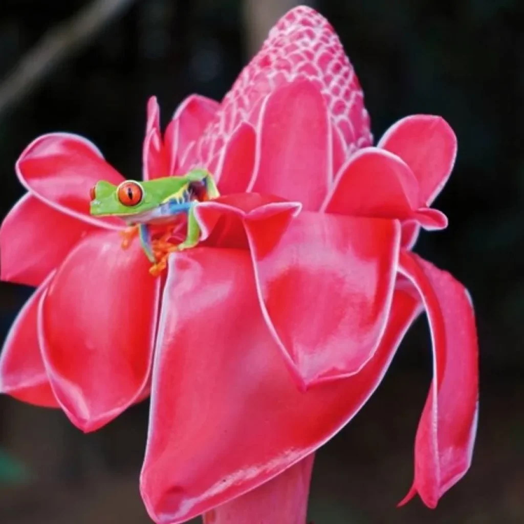 Explore Mysterious Costa Rica: volcanoes and rainforest for 7 days with DERTOUR and discover unforgettable experiences - Photo 2
