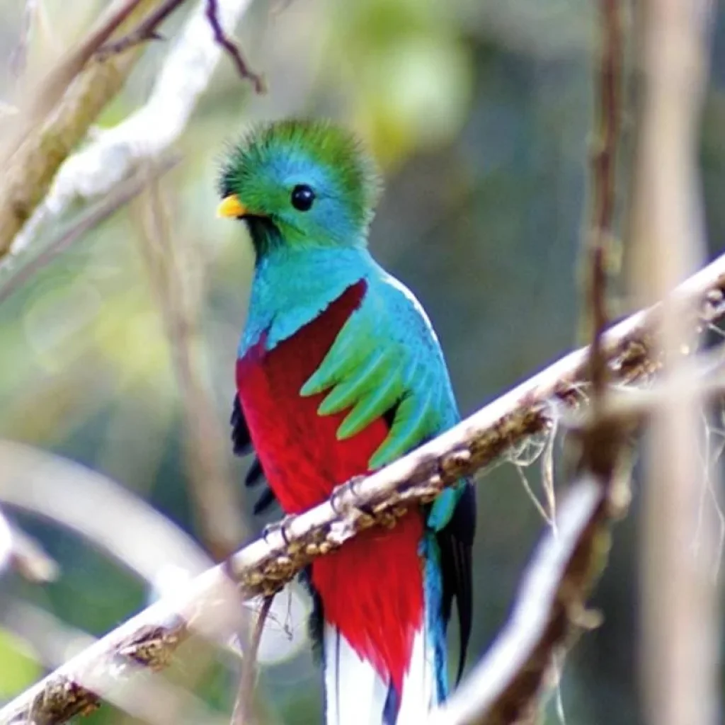 Explore Costa Rica's wild south for 8 days with DERTOUR and discover unforgettable experiences - Photo 2