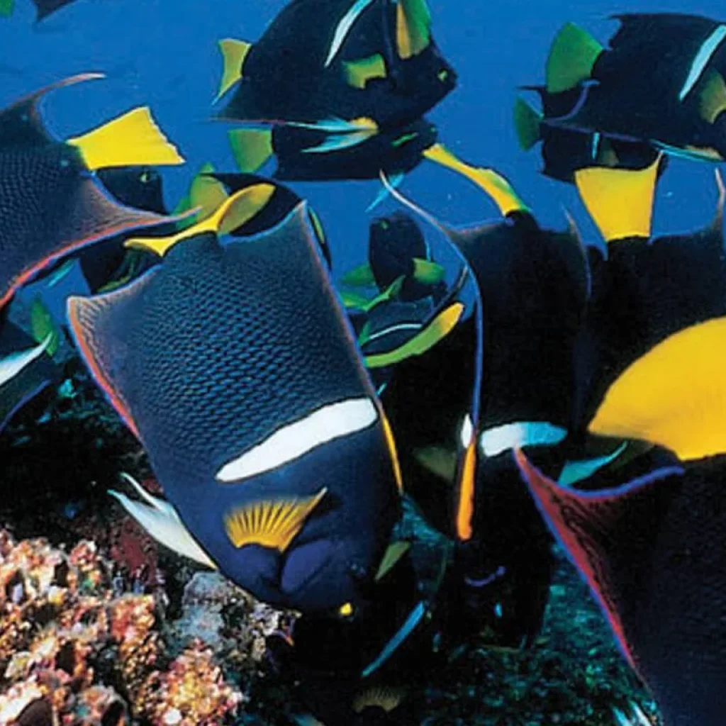 Explore Unveiling the Hidden Gems of Galapagos Islands: Santa Cruz & Isabela for 9 days with Ecuador Wonders and discover unforgettable experiences - Photo 2