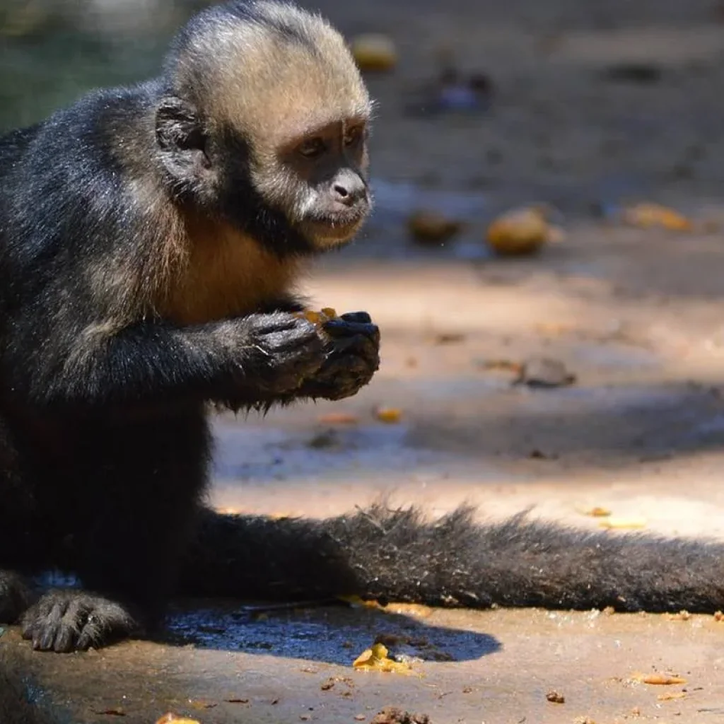 Explore Brazil: Salvador de Bahía - 4 days for 4 days with Receptivo Aborigen Tours and discover unforgettable experiences - Photo 2