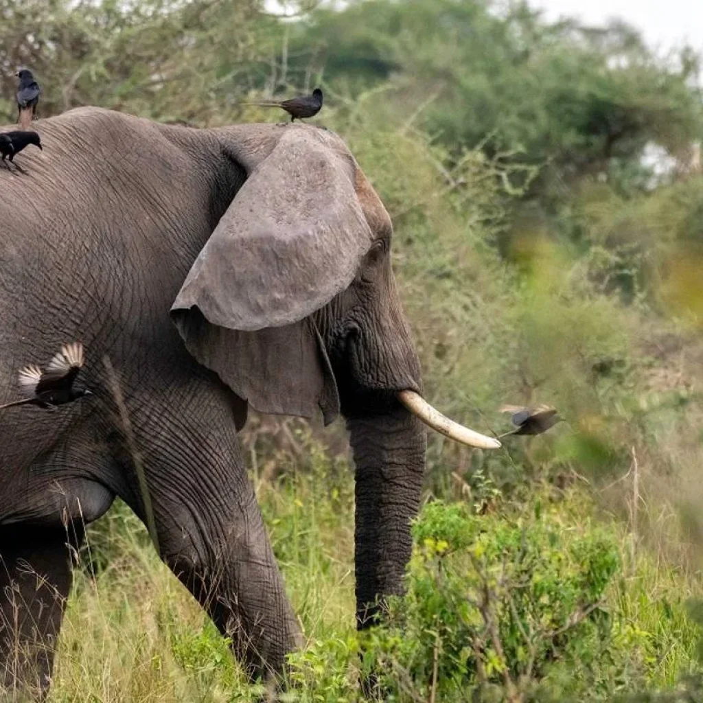 Explore Looking for a 6-Day Exclusive Mid-Range Private Safari to Witness the South Serengeti Migration from Zanzibar? Here’s Your Perfect Serengeti Safari Plan to Start! for 6 days with Africa Natural Tours and discover unforgettable experiences - Photo 2
