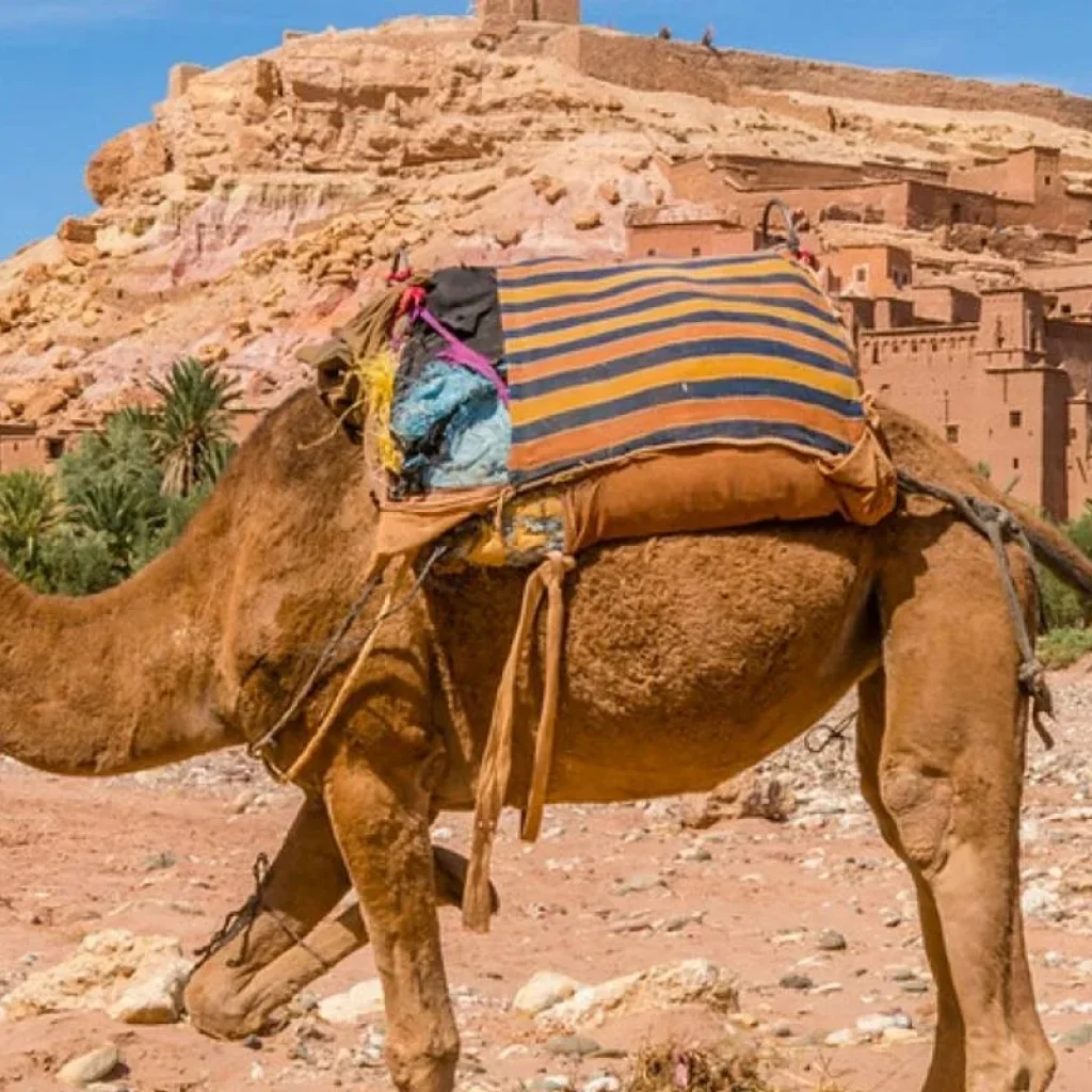 Explore 3-Days Tour From Marrakech To Merzouga Dunes & Luxury Desert Camp for 3 days with Explore Morocco Journeys and discover unforgettable experiences - Photo 2