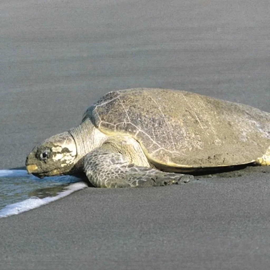 Explore Tortuguero jungle experience for 3 days with DERTOUR and discover unforgettable experiences - Photo 2