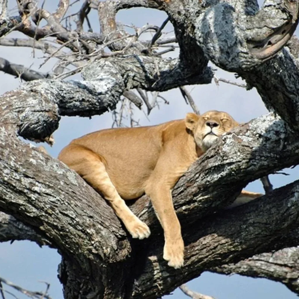 Explore Tanzania Pure for 6 days with DERTOUR and discover unforgettable experiences - Photo 2