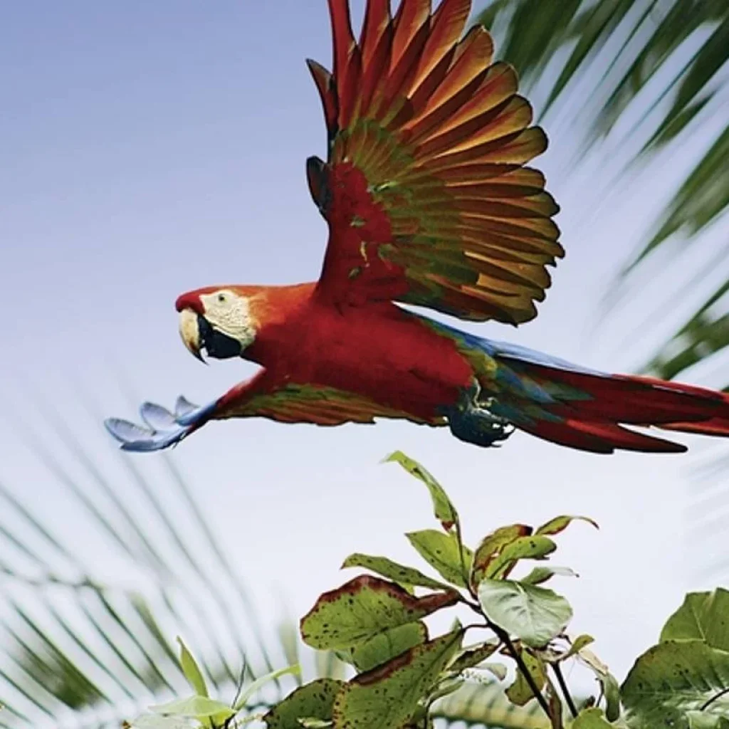 Explore Best of Costa Rica for 12 days with DERTOUR and discover unforgettable experiences - Photo 2