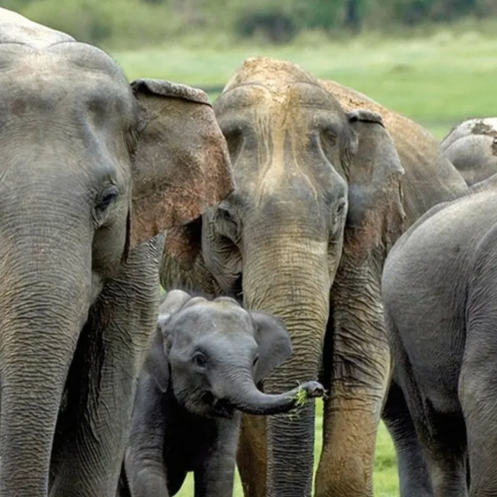 Explore Sri Lanka intensive for 10 days with DERTOUR and discover unforgettable experiences - Photo 2