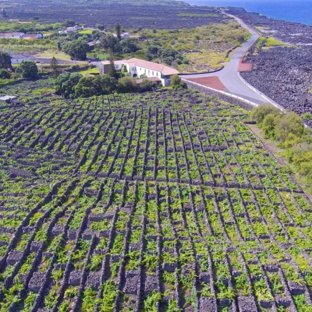 Explore Pico Whale Watching Expedition: Giants Beneath the Volcano for 7 days with Futurismo Azores Adventures and discover unforgettable experiences - Photo 2