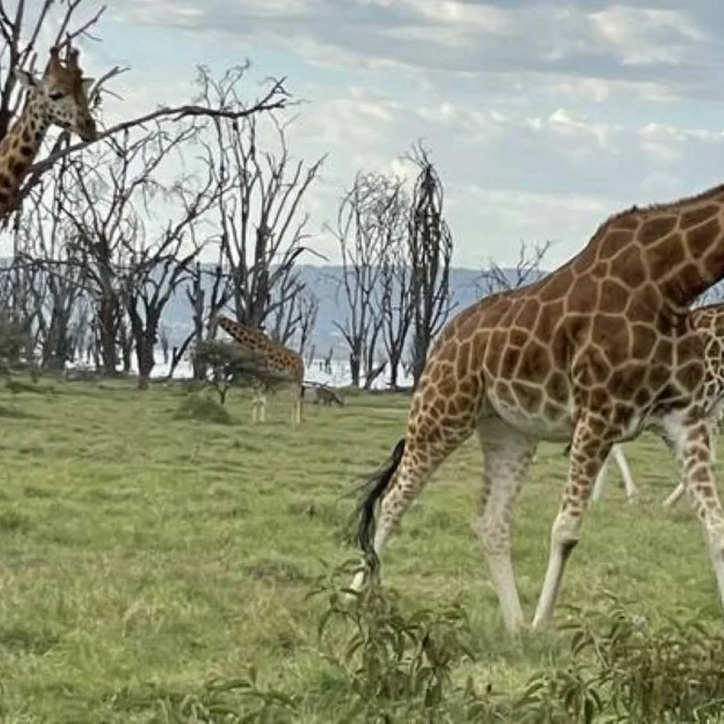 Explore 13 Day East Africa’s Golden Savannahs Year-Round Migration Safari for 13 days with Exciting Africa Holidays and discover unforgettable experiences - Photo 2