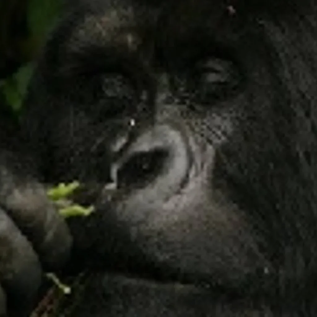 Explore Wildlife Encounter (Reverse) for 13 days with Absolute Africa and discover unforgettable experiences - Photo 2