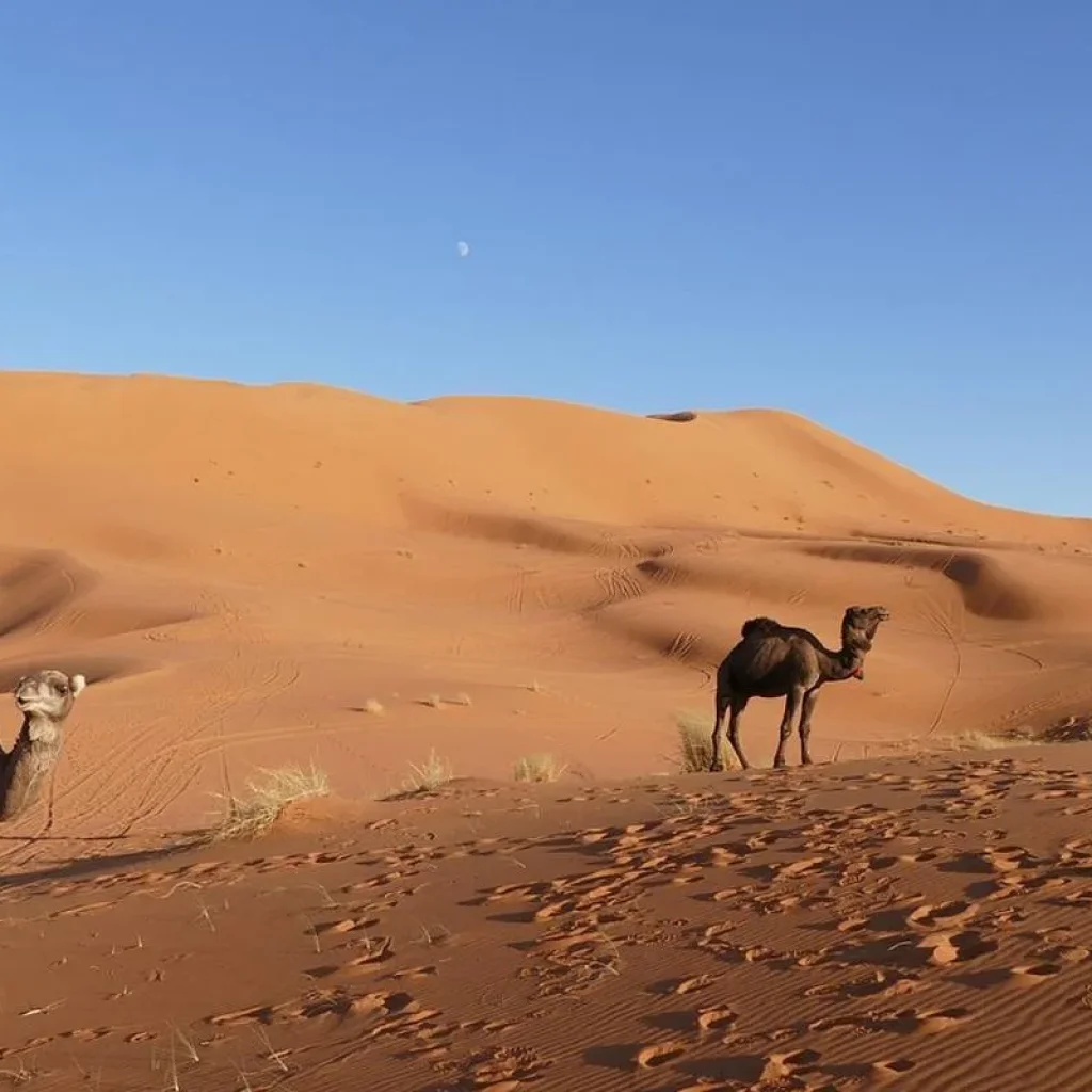 Explore Road Of Thousand Kasbah 9 Days Tour for 9 days with Easygo Tours and discover unforgettable experiences - Photo 2