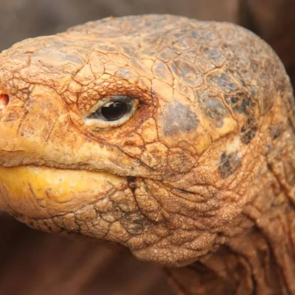 Explore Complete Galapagos (Grand Daphne) for 10 days with Intrepid Travel and discover unforgettable experiences - Photo 2