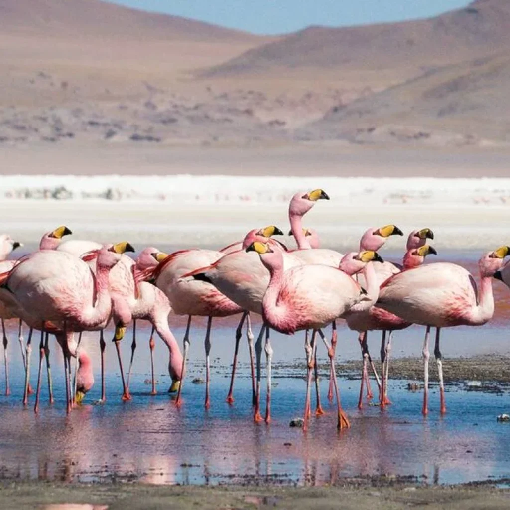 Explore Bolivia Highlights for 11 days with Intrepid Travel and discover unforgettable experiences - Photo 2