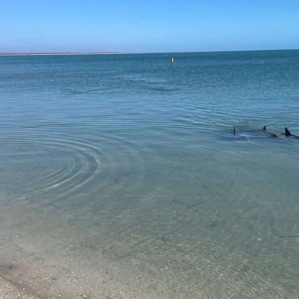 Explore 5 Night Perth to Exmouth Adventure for 6 days with Adventure Tours Australia and discover unforgettable experiences - Photo 2