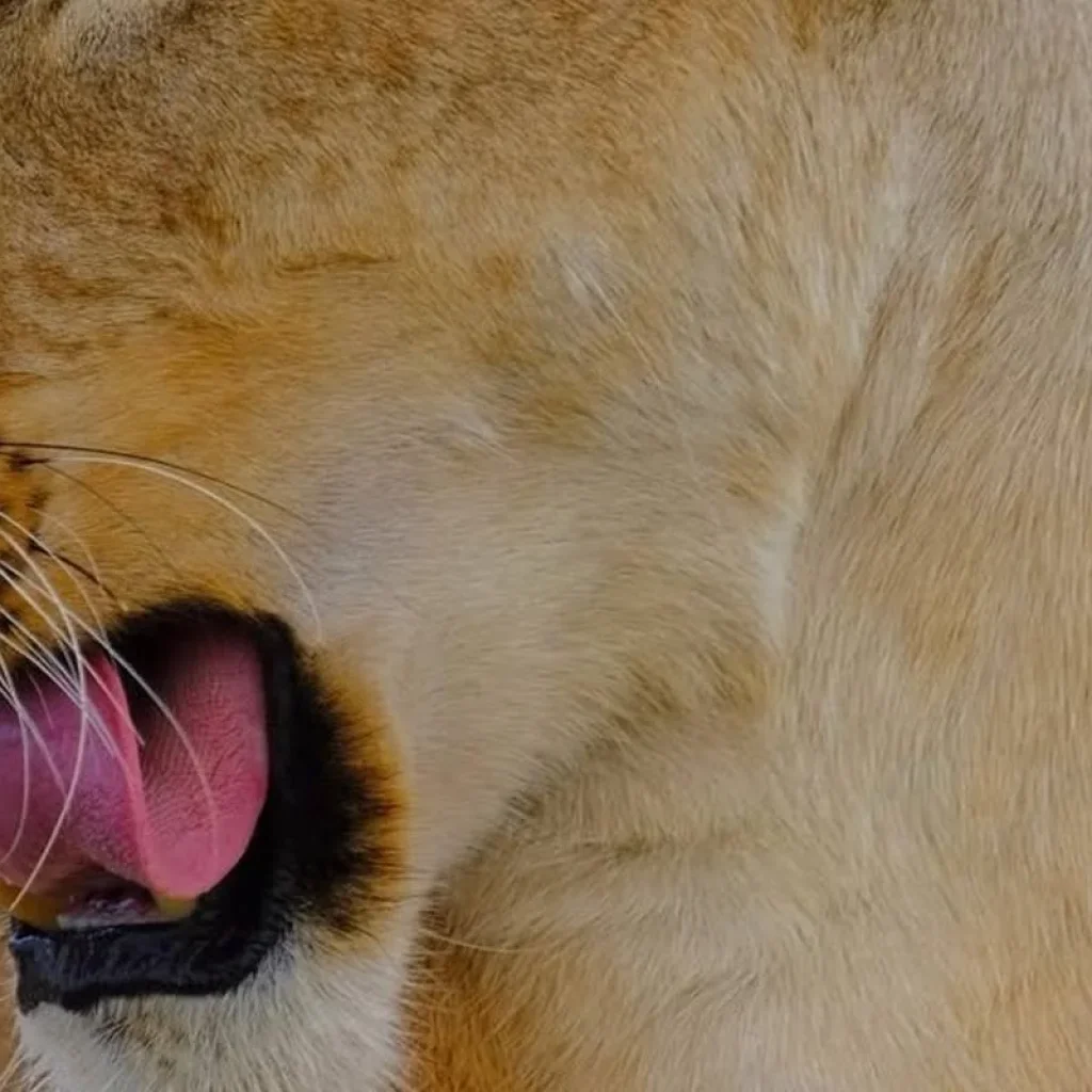 Explore The Most Affordable 4-Day Masai Mara National Reserve Budget Safari in Kenya with an Expert Local Guide for 4 days with Africa Natural Tours and discover unforgettable experiences - Photo 2