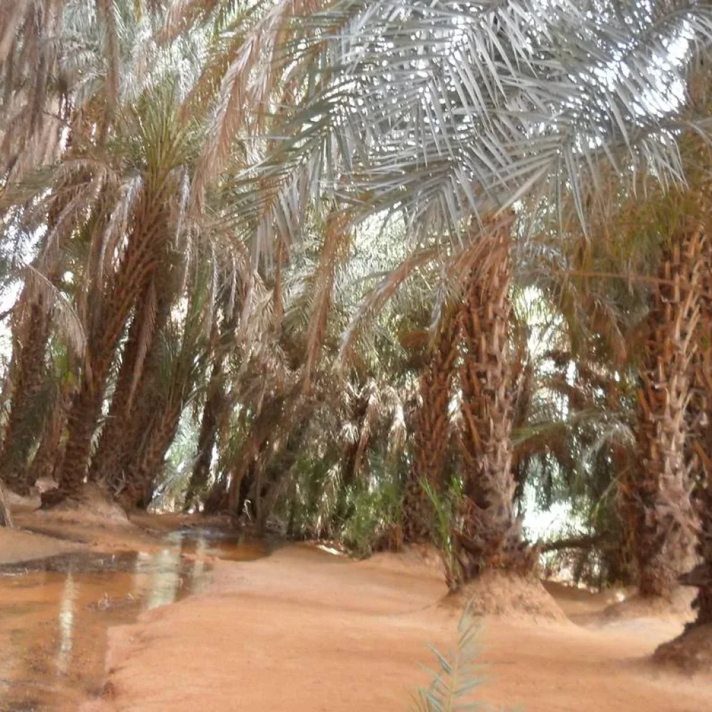 Explore Explore Mauritania – 8 days for 8 days with Continent Tours and discover unforgettable experiences - Photo 2