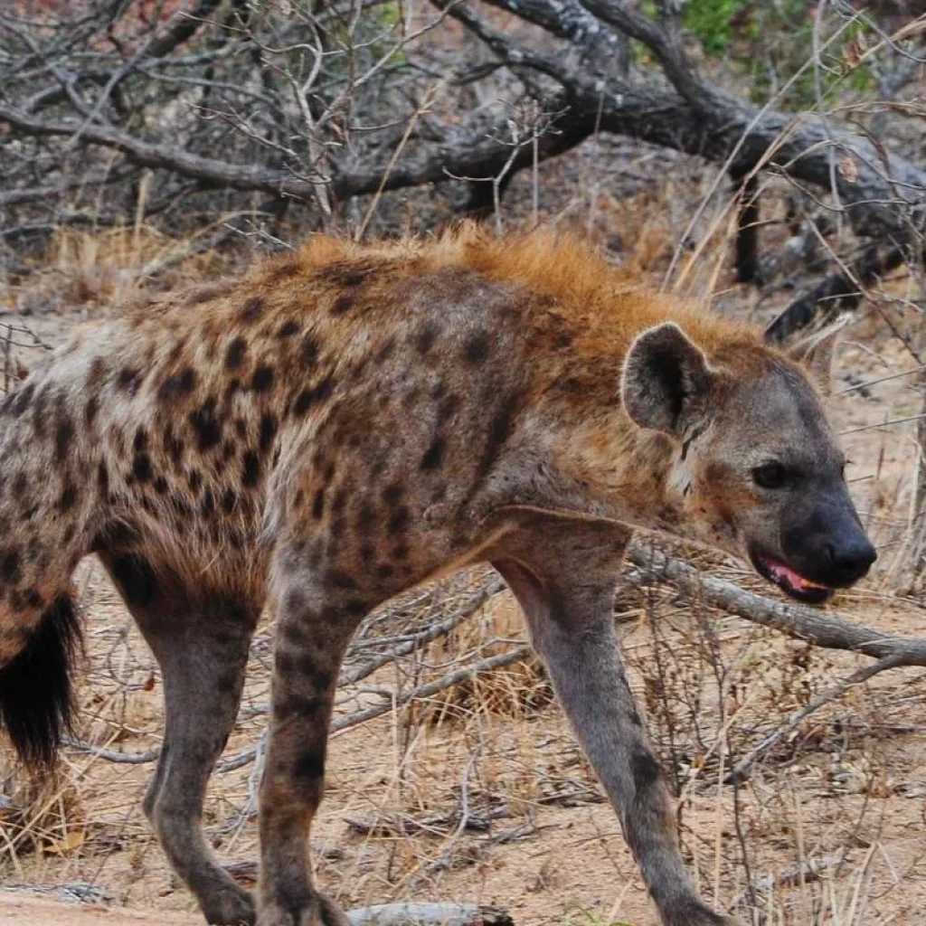 Explore Kruger Park Highlights for 4 days with ATC Group and discover unforgettable experiences - Photo 2