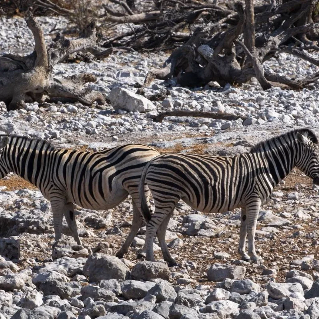 Explore Liuwa, Kafue, South Luangwa NP- Exploring Zambia's Wilderness for 15 days with Adventure Purists Ltd. and discover unforgettable experiences - Photo 2