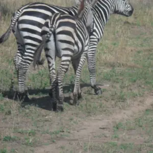 Explore 5 Days, Budget Group Camping with 2 night in Serengeti Safari in Tanzania for 5 days with  Travel Africa Safari Agency and discover unforgettable experiences - Photo 2
