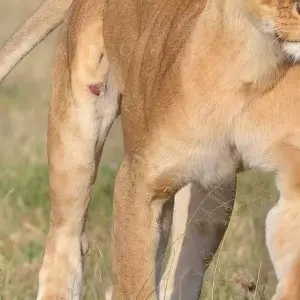 Explore Lake Manyara National Park Full-Day Tour from Arusha for 1 days with  Travel Africa Safari Agency and discover unforgettable experiences - Photo 2