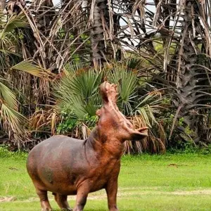 Explore 4-Day Private Lodge with Travel Africa(2 Night Serenget) for 4 days with  Travel Africa Safari Agency and discover unforgettable experiences - Photo 3