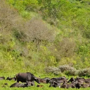 Explore 5 Days, Budget Group Camping with 2 night in Serengeti Safari in Tanzania for 5 days with  Travel Africa Safari Agency and discover unforgettable experiences - Photo 3