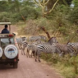 Explore Full-Day Trip to Ngorongoro Crater From Arusha Town for 1 days with  Travel Africa Safari Agency and discover unforgettable experiences - Photo 3