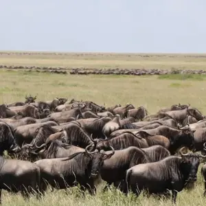 Explore Lake Manyara National Park Full-Day Tour from Arusha for 1 days with  Travel Africa Safari Agency and discover unforgettable experiences - Photo 3
