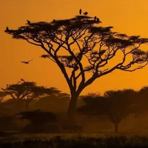 Explore Full Day Tour  to Tarangire National Park for 1 days with  Travel Africa Safari Agency and discover unforgettable experiences - Photo 3