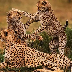 Explore 5 Days Private Midrange Safari with two nights in Serengeti for 5 days with  Travel Africa Safari Agency and discover unforgettable experiences - Photo 4