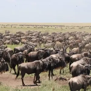 Explore Lake Manyara National Park Full-Day Tour from Arusha for 1 days with  Travel Africa Safari Agency and discover unforgettable experiences - Photo 4