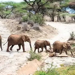 Explore 5 Days, Budget Group Camping with 2 night in Serengeti Safari in Tanzania for 5 days with  Travel Africa Safari Agency and discover unforgettable experiences - Photo 4