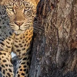 Explore Full Day Tour  to Tarangire National Park for 1 days with  Travel Africa Safari Agency and discover unforgettable experiences - Photo 4