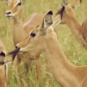 Explore 4-Day Private Lodge with Travel Africa(2 Night Serenget) for 4 days with  Travel Africa Safari Agency and discover unforgettable experiences - Photo 5