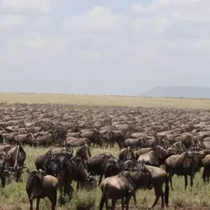 Explore Lake Manyara National Park Full-Day Tour from Arusha for 1 days with  Travel Africa Safari Agency and discover unforgettable experiences - Photo 5