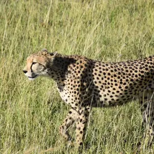 Explore 5 Days Private Midrange Safari with two nights in Serengeti for 5 days with  Travel Africa Safari Agency and discover unforgettable experiences - Photo 5