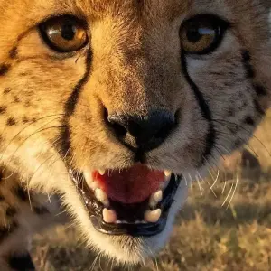 Explore Full Day Tour  to Tarangire National Park for 1 days with  Travel Africa Safari Agency and discover unforgettable experiences - Photo 5