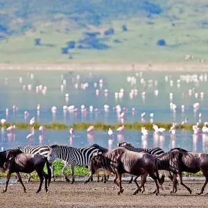 Explore Full-Day Trip to Ngorongoro Crater From Arusha Town for 1 days with  Travel Africa Safari Agency and discover unforgettable experiences - Photo 5