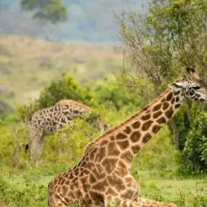 Explore 5 Days, Budget Group Camping with 2 night in Serengeti Safari in Tanzania for 5 days with  Travel Africa Safari Agency and discover unforgettable experiences - Photo 5