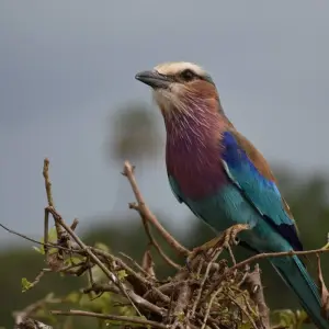 Explore 5-Day Tanzania Luxury Safari with Balloon in Serengeti for 5 days with  Travel Africa Safari Agency and discover unforgettable experiences - Photo 5
