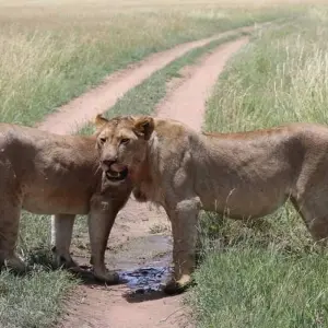 Explore Lake Manyara National Park Full-Day Tour from Arusha for 1 days with  Travel Africa Safari Agency and discover unforgettable experiences - Photo 6