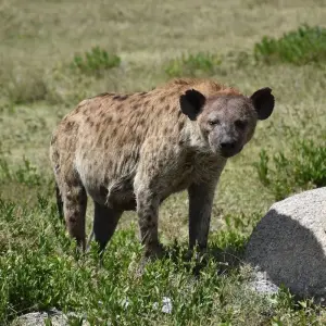 Explore 3 Days Group Camping Safari Tour Tanzania for 3 days with  Travel Africa Safari Agency and discover unforgettable experiences - Photo 6