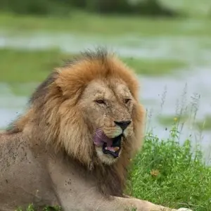 Explore Full Day Tour  to Tarangire National Park for 1 days with  Travel Africa Safari Agency and discover unforgettable experiences - Photo 6