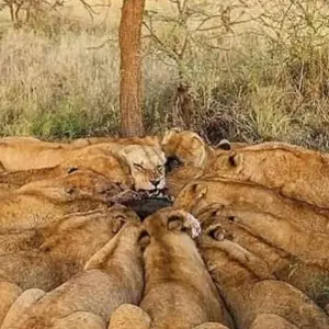 Explore 5 Days, Budget Group Camping with 2 night in Serengeti Safari in Tanzania for 5 days with  Travel Africa Safari Agency and discover unforgettable experiences - Photo 6