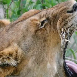 Explore Full-Day Trip to Ngorongoro Crater From Arusha Town for 1 days with  Travel Africa Safari Agency and discover unforgettable experiences - Photo 6