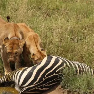Explore Lake Manyara National Park Full-Day Tour from Arusha for 1 days with  Travel Africa Safari Agency and discover unforgettable experiences - Photo 7