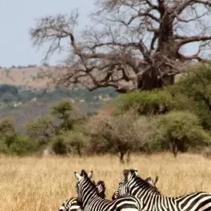 Explore Full Day Tour  to Tarangire National Park for 1 days with  Travel Africa Safari Agency and discover unforgettable experiences - Photo 7