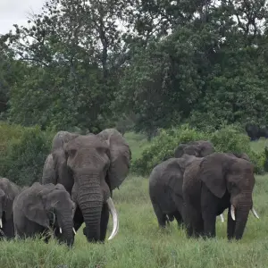 Explore 3 Days Group Camping Safari Tour Tanzania for 3 days with  Travel Africa Safari Agency and discover unforgettable experiences - Photo 7