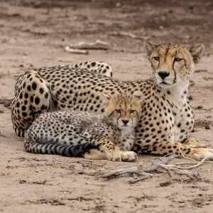 Explore 5 Days Private Midrange Safari with two nights in Serengeti for 5 days with  Travel Africa Safari Agency and discover unforgettable experiences - Photo 7